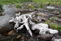 Driftwood Scotland 2